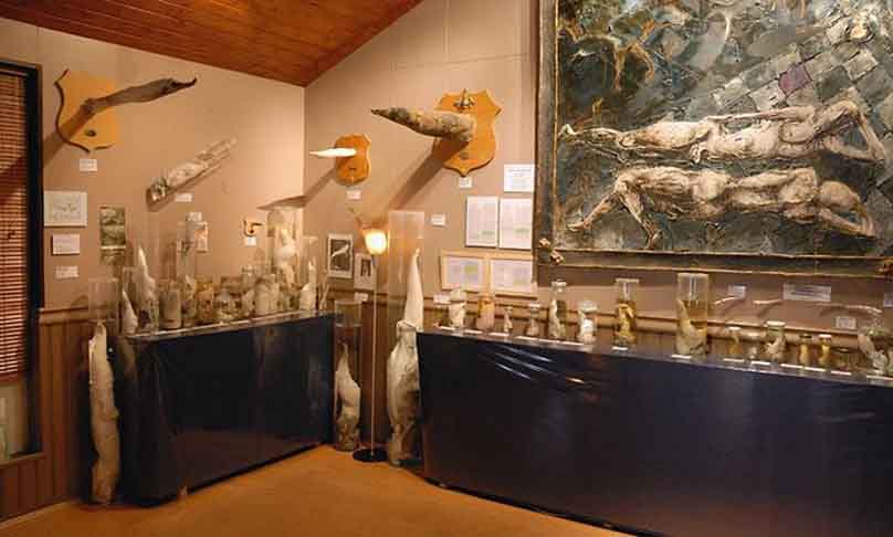 Фаллологический музей
