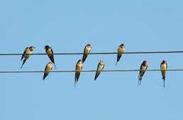 Чому птахи не вмирають, коли сидять на лініях електропередач?